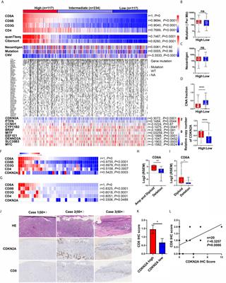 CDKN2A Deletion in Melanoma Excludes T Cell Infiltration by Repressing Chemokine Expression in a Cell Cycle-Dependent Manner